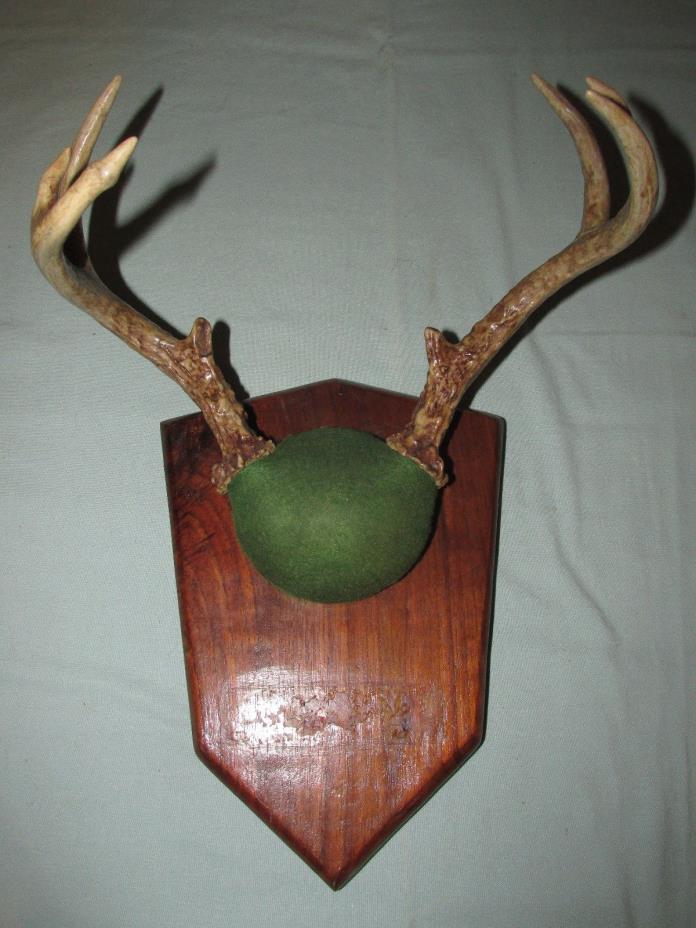 WHITETAIL ANTLER DEER MOUNT TAXIDERMY RACK 8 POINTER