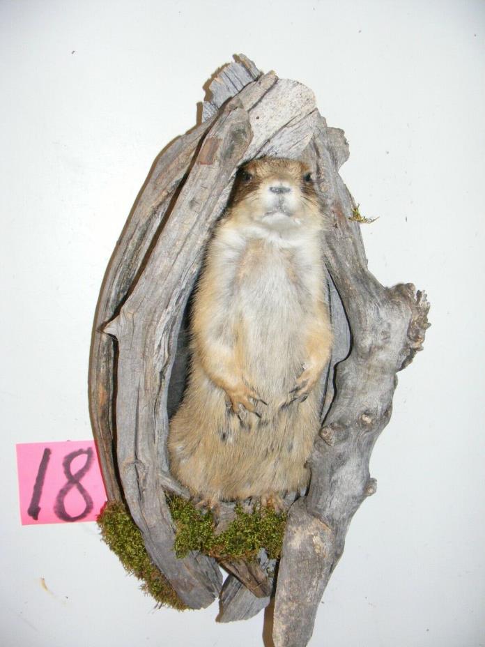 Wyoming prairie dog taxidermy small animal mount