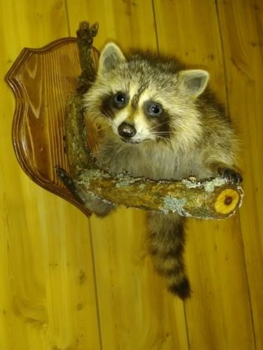 taxidermy   Raccoon, adorable, unique cabin rustic decor man cave