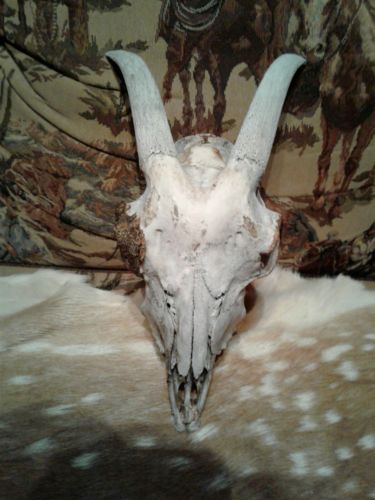 TEXAS HILL COUNTRY  GOAT SKULL-- NATUALLY WEATHERED-- NEVER CLEANED