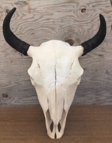 Cow Buffalo Bison Skull Authentic Cow Bison