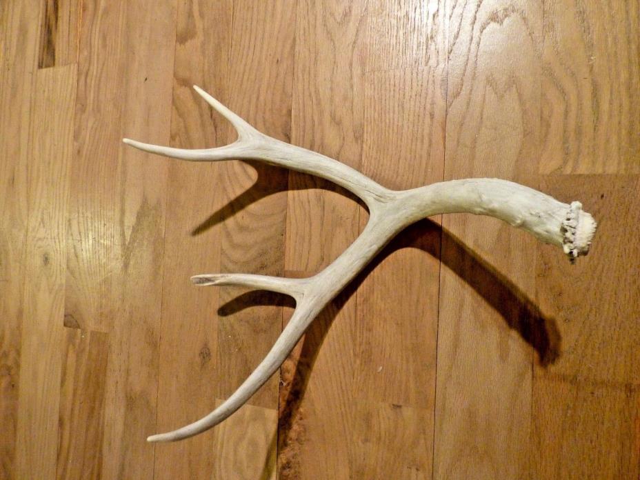 Mule deer shed antler horn whitetail knife decor 4 point chew
