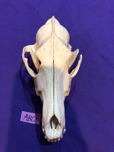 Coyote Skull Taxidermy Man cave Decor Craft Unique Christmas Gift Animal Mount