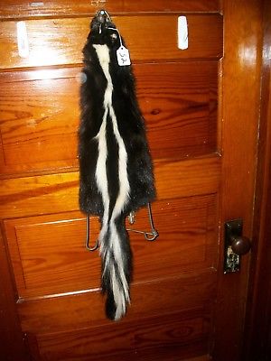 BEAUTIFUL tanned SKUNK 4 FEET CLAWS FUR PELT TAXIDERMY mount NO SMELL S2 CABIN