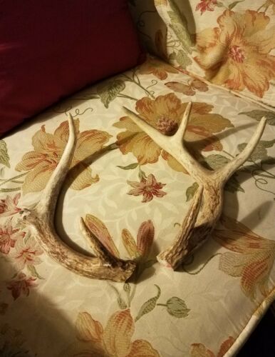 6 POINT  Whitetail Deer Antlers, Horns, Rack,, Taxidermy CRAFTS