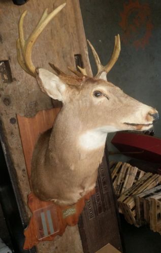 Vintage 10 Point Deer Buck Mount On Indiana Shaped Plaque