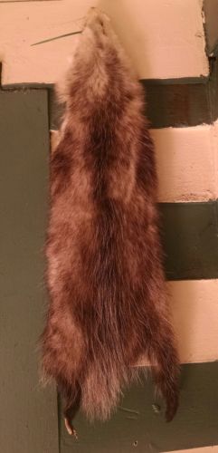 Tanned Opossum Fur Crafts No Feet Taxidermy #B11