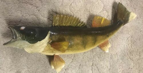 Nice Walleye 26” Taxidermy Natural Real Skin Fish Wall Mount Curved Tail