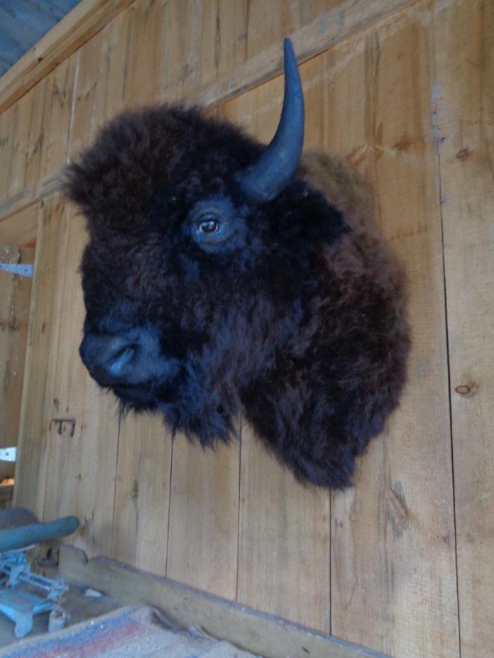 Buffalo Shoulder Mount/taxidermy/bison/hide/real #3