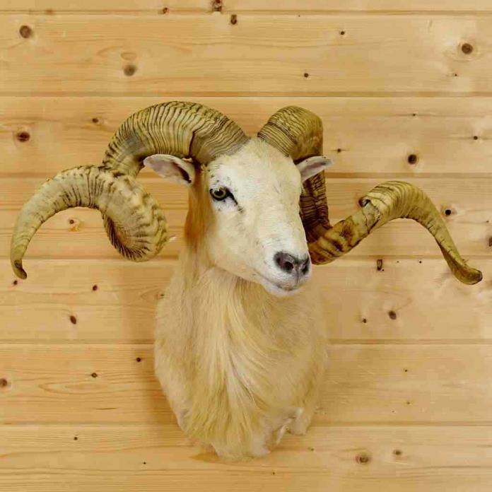 Texas Dall Sheep Taxidermy Mount - SW6286