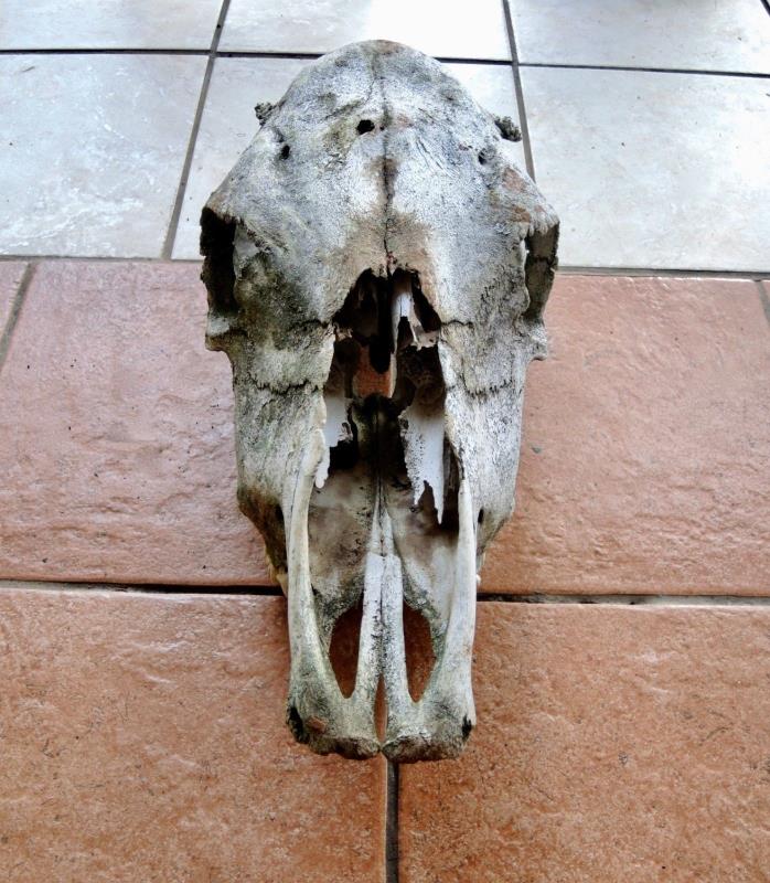 Large Cow Skull