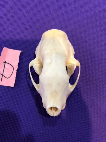 Real XL Skunk Skull Animal Mount Man Cave Cabin Western Decor Unique Craft Art