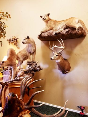 Eastern Whitetail Deer Mount Antlers Taxidermy Mounts Sheds Log Cabin Decor NEW