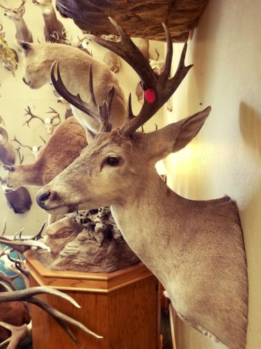 Nontypical Coues Deer Taxidermy Shoulder Mount Whitetail Deer LogCabin Decor NEW