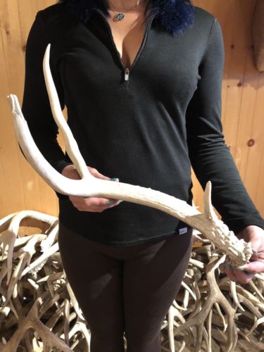 WIDE WYOMING MULE DEER SHED ANTLER! horn craft wild BBQ Knife Cabin Decor