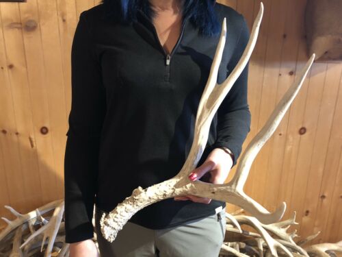 BIG HEAVY WY TYPICAL MULE DEER SHED ANTLER horn craft wild BBQ Knife Cabin Decor