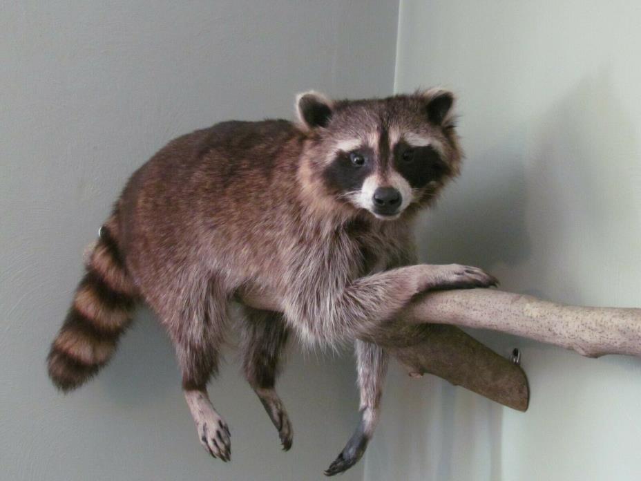 Life-Sized Beautifully Mounted PA Raccoon Corner-Mount on Branch