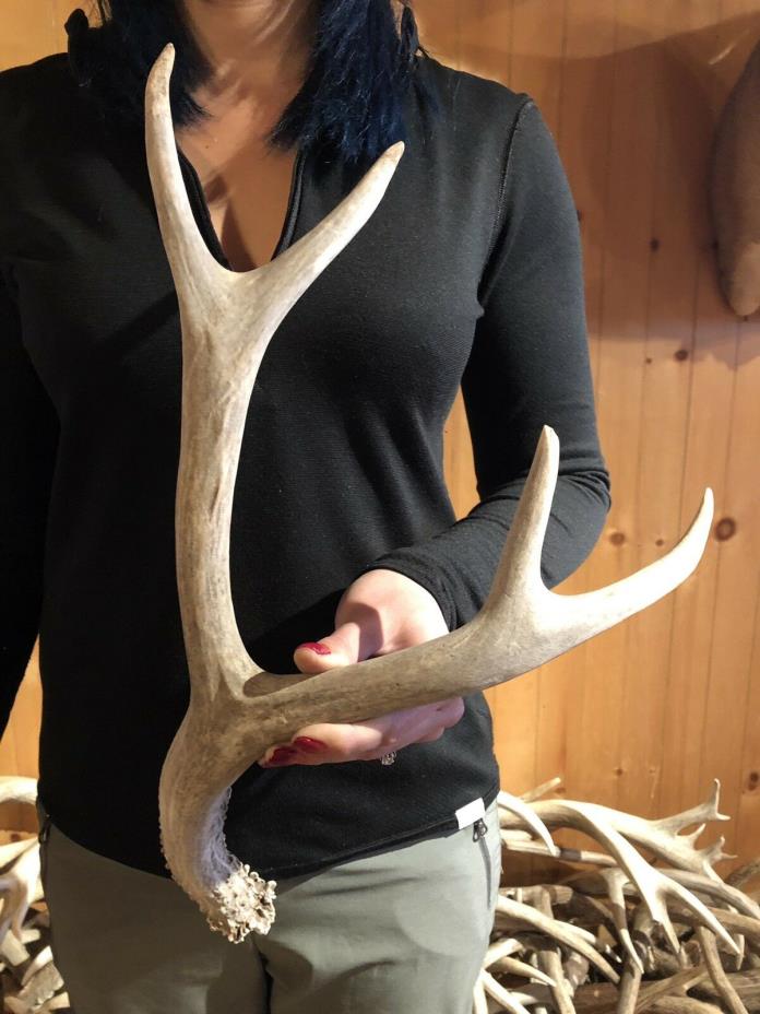 HEAVY 4 WY TYPICAL MULE DEER SHED ANTLER horn craft wild BBQ Knife Cabin Decor
