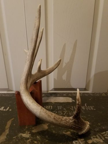 5 point Whitetail Deer Antler Shed 66