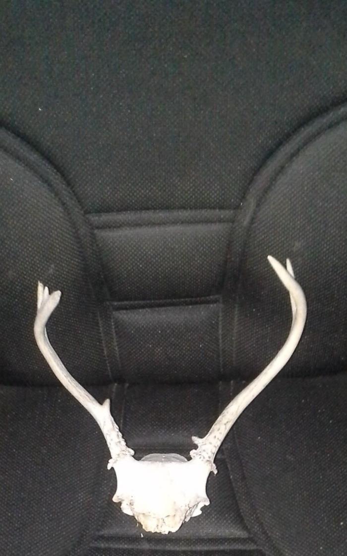 Deer antlers skull