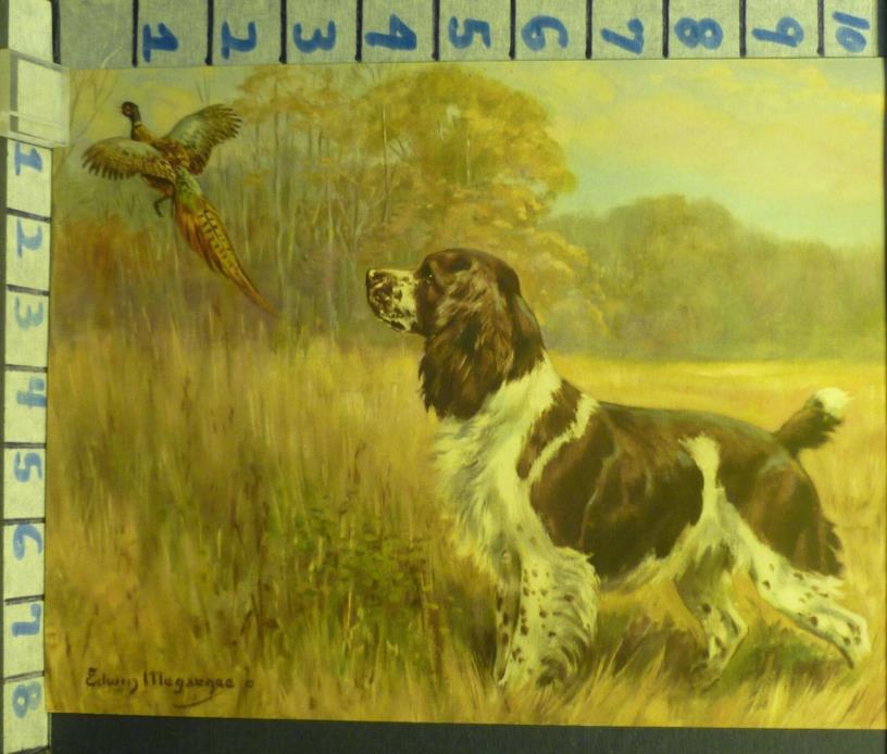 1944 EDWIN MEGARGEE SPRINGER SPANIEL HUNT SPORT PHEASANT ART PRINT  AN73