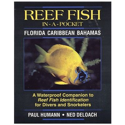 Reef Fish In-A-Pocket, Florida Caribbean Bahamas