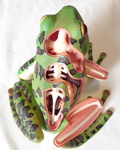 4D Vision Frog Anatomy Model