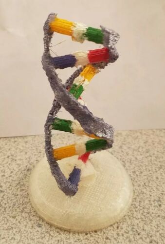DNA Double Helix model Handmade (Display)