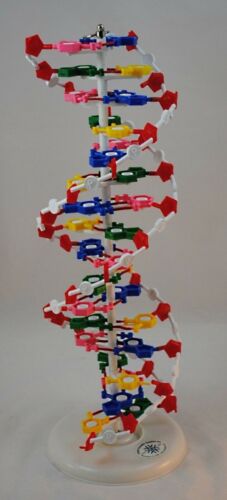 DNA Molecular Model - Large 25