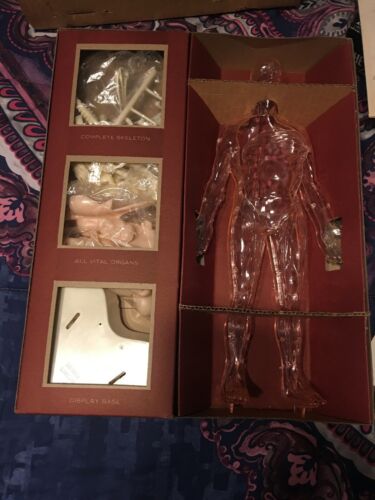 Vintage 1959 Renwal THE VISIBLE MAN Anatomy Model Educational Kit Unbuilt # 800