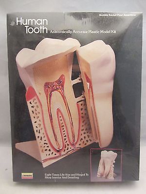 Lindberg  Human Tooth Model Kit  NIB Sealed  8 Times Life-Size  (615H)  1341