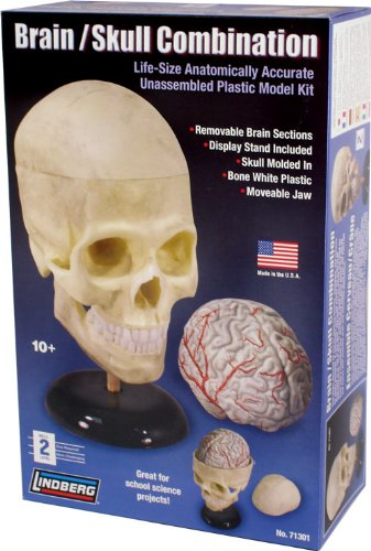 Lindberg Human Brain and Skull Combination