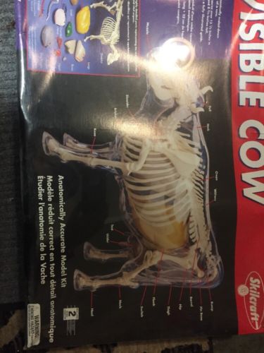 SKILLCRAFT VISIBLE COW Veterinary Educational BOVINE Anatomy Model 74627 NEW