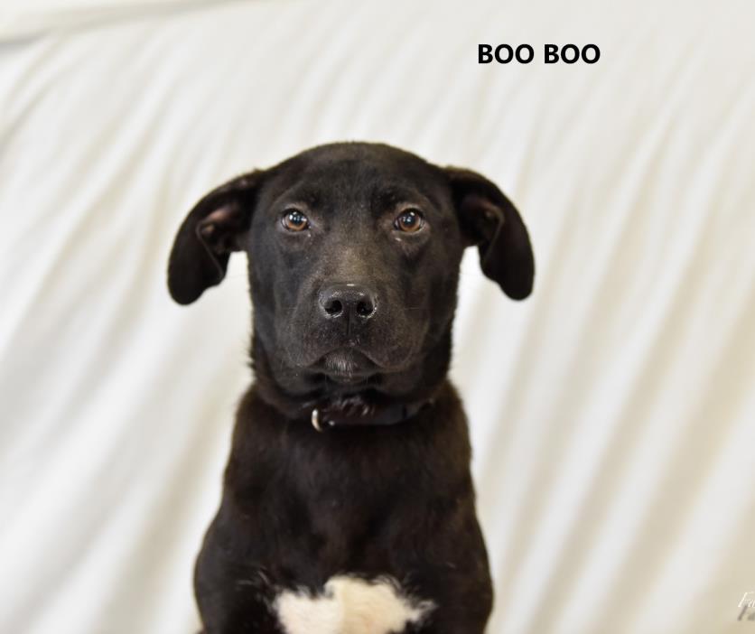 Adopt BooBoo a Black - with White Labrador Retriever / Mixed dog in Washington