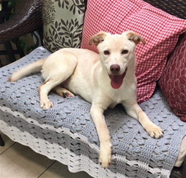 Adopt Charlie a Labrador Retriever / Mixed dog in Williamstown, KY (24665233)