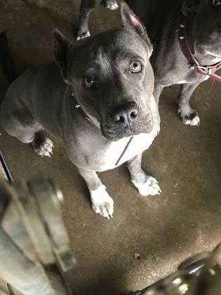 Adopt Shelley a Gray/Blue/Silver/Salt & Pepper American Pit Bull Terrier / Mixed