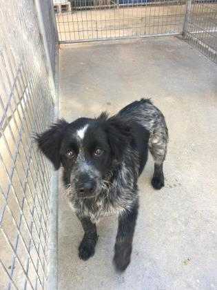 Adopt 40249982 a Black Border Collie / Mixed dog in West Monroe, LA (23897571)