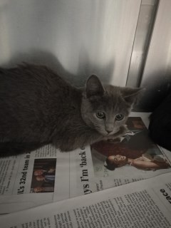 Adopt Pearl 116331 a Gray or Blue Domestic Shorthair (short coat) cat in Joplin