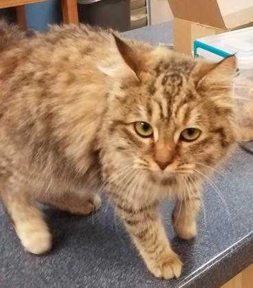 Adopt Maxi a Tan or Fawn Domestic Longhair / Domestic Shorthair / Mixed cat in