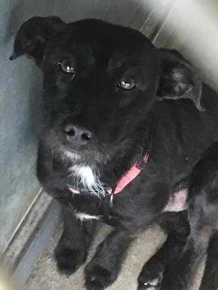 Adopt Lilo a Black Terrier (Unknown Type, Small) / Mixed dog in Edinburg
