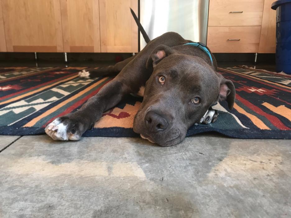 Adopt Paulie a Gray/Blue/Silver/Salt & Pepper American Pit Bull Terrier / Mixed