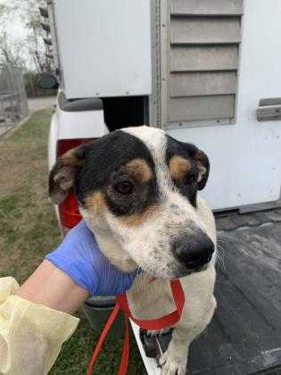 Adopt 41003418 a White Dachshund / Mixed dog in Edinburg, TX (24707032)