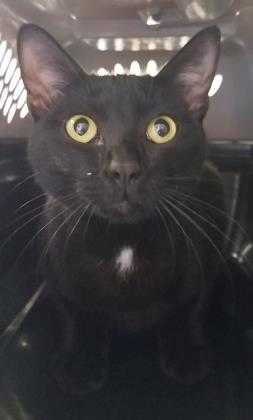 Adopt F.P. a All Black Domestic Shorthair / Domestic Shorthair / Mixed cat in