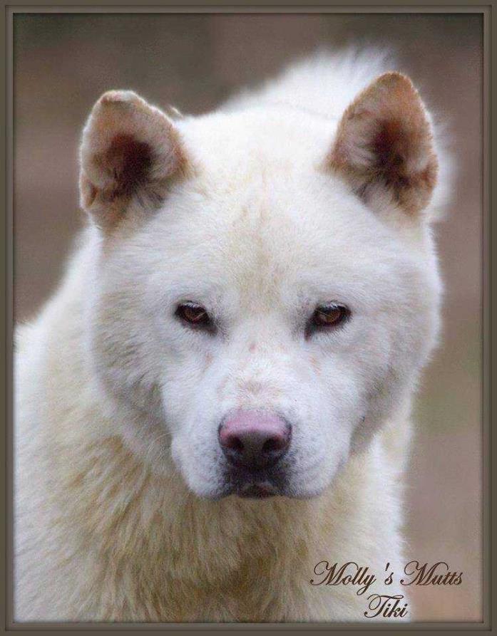 Adopt Tiki a White Akita / Shepherd (Unknown Type) dog in Dixon, KY (24665787)