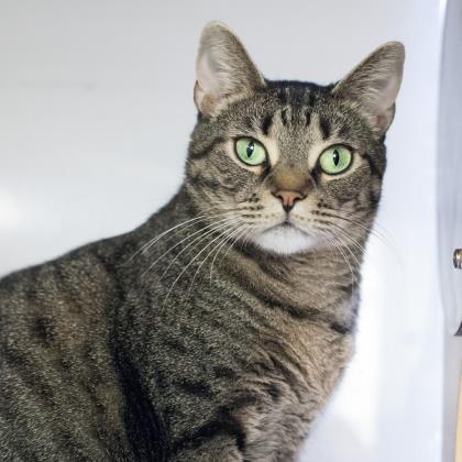 Adopt Toby a Domestic Short Hair