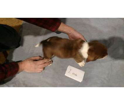 Basset Hound Puppies