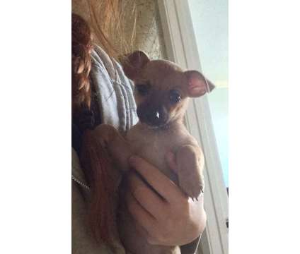 Doxie/ Morkie Mix Puppy to a good home