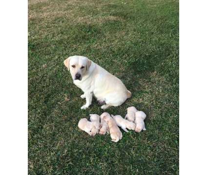 AKC Registered Yellow Lab Puppies