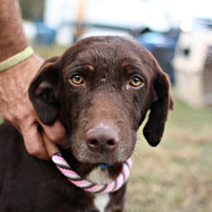 Adopt Trouble a Brown/Chocolate Labrador Retriever / Mixed dog in Atlanta