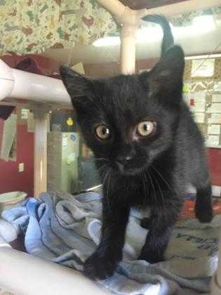 Adopt Mario a All Black Domestic Shorthair / Domestic Shorthair / Mixed cat in